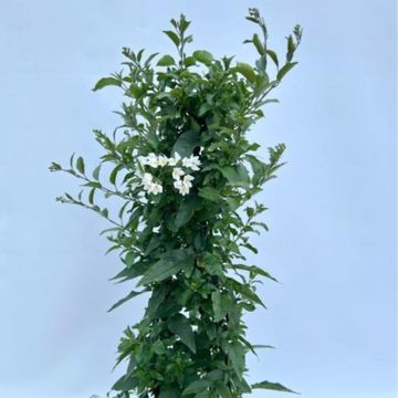 Solanum jasminoides 'Lillirom'