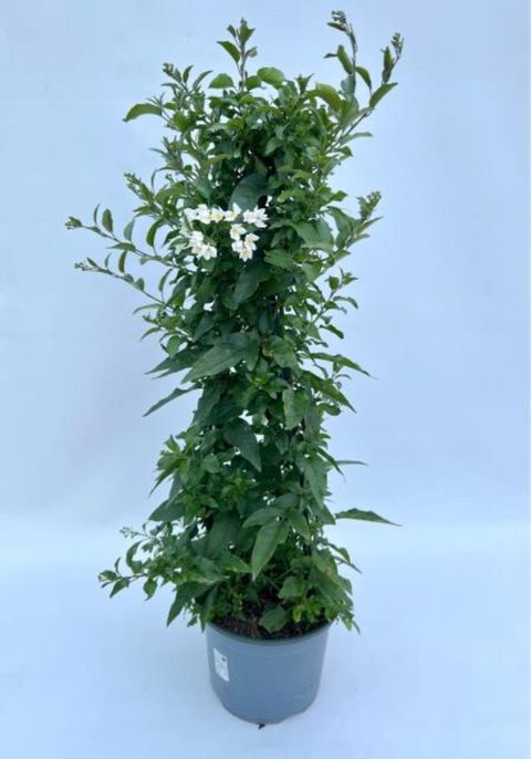 Solanum jasminoides 'Lillirom'