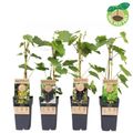 Vitis MIX