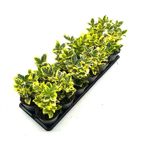 Euonymus japonicus MARIEKE