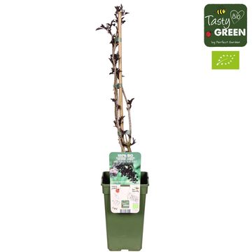 Sambucus nigra BLACK BEAUTY