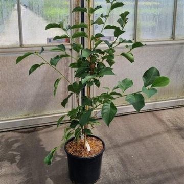 Magnolia 'Genie'