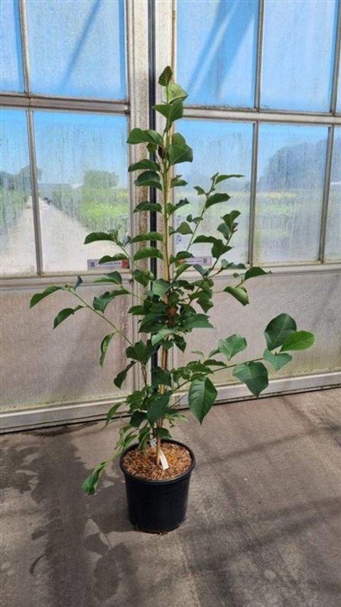 Magnolia 'Genie'