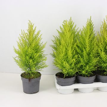 Cupressus macrocarpa 'Goldcrest Wilma'