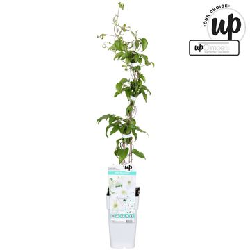 Clematis GUERNSEY FLUTE