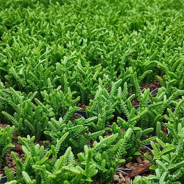 Crassula lycopodioides