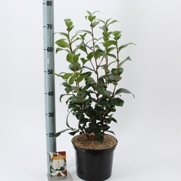 Camellia japonica 'Brushfield's Yellow'