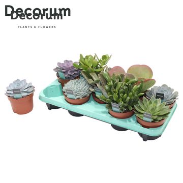Succulents MIX