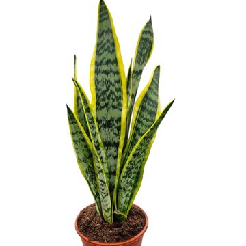 Sansevieria trifasciata 'Laurentii'
