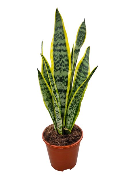 Sansevieria trifasciata 'Laurentii'