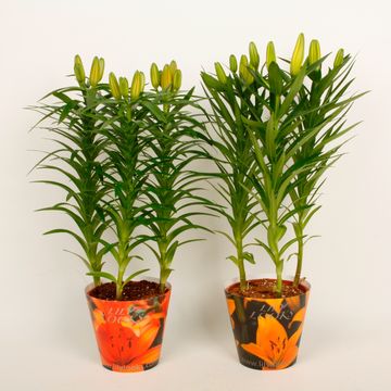 Lilium Asiatic hybrid