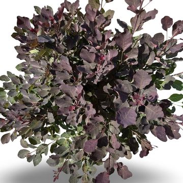 Cotinus DUSKY MAIDEN