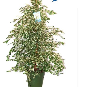 Ficus benjamina 'Profit'