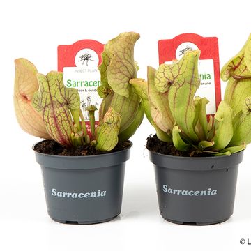 Sarracenia purpurea venosa