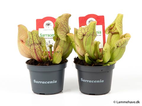 Sarracenia purpurea venosa