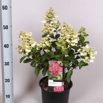 Hydrangea paniculata MAGICAL FIRE