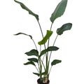 Strelitzia nicolai