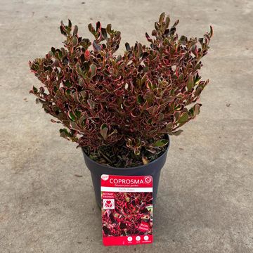 Coprosma repens 'Pacific Dawn'