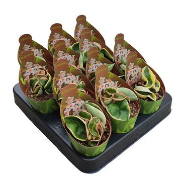 Hoya carnosa 'Variegata'