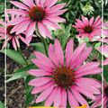 Echinacea purpurea 'Rubinstern'