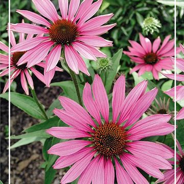 Echinacea purpurea 'Rubinstern'