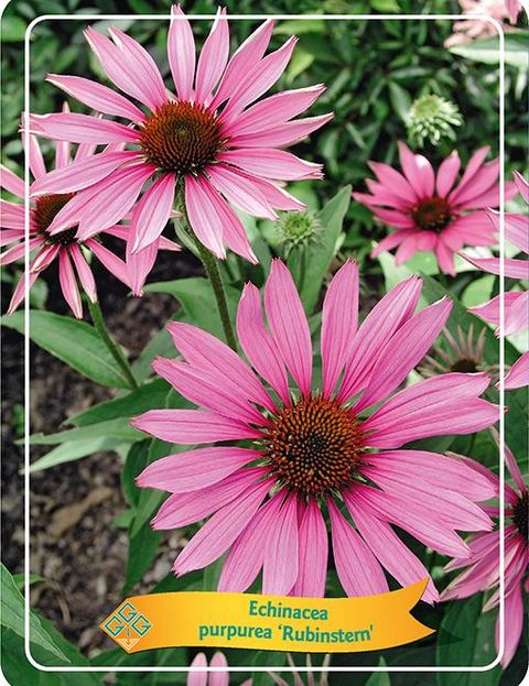 Echinacea purpurea 'Rubinstern'