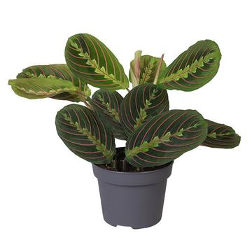 Calathea BEAUTYSTAR