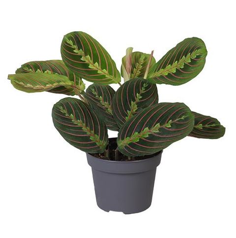 Calathea BEAUTYSTAR