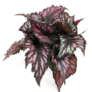 Begonia rex