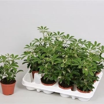Schefflera arboricola 'Moondrop'