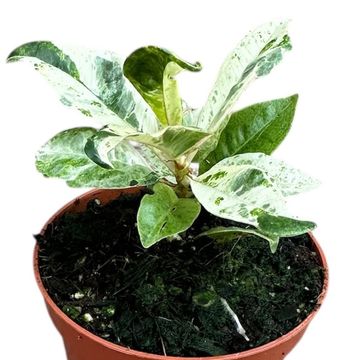 Ficus elastica 'Shivereana Moonshine'