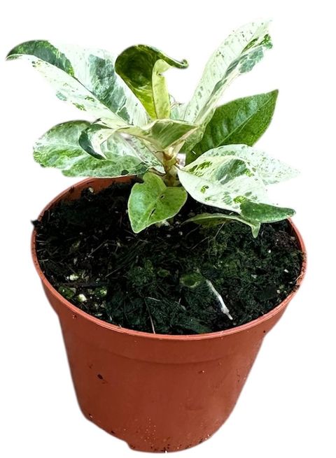 Ficus elastica 'Shivereana Moonshine'