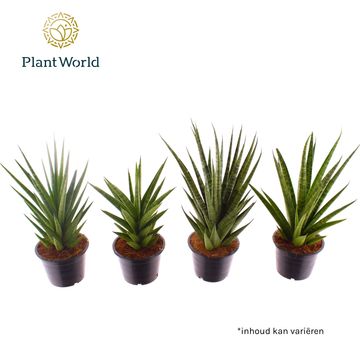 Sansevieria cylindrica MIX