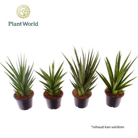 Sansevieria cylindrica MIX