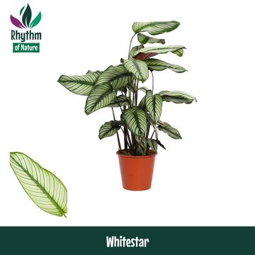 Calathea majestica 'Whitestar'