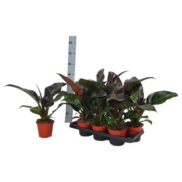 Philodendron 'Imperial Red'