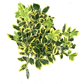Euonymus japonicus MARIEKE