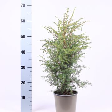 Juniperus communis 'Hibernica'