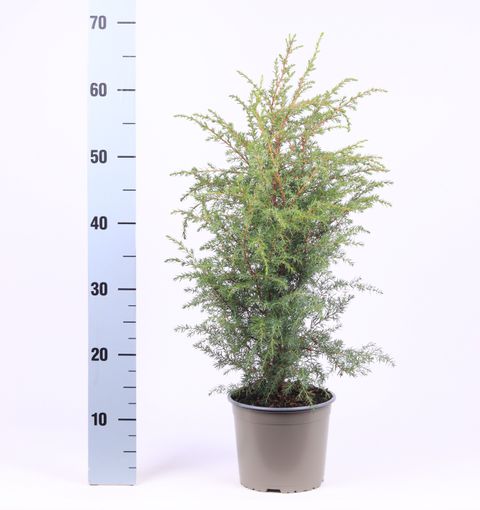 Juniperus communis 'Hibernica'