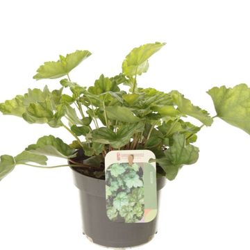 Heuchera americana 'Dale'