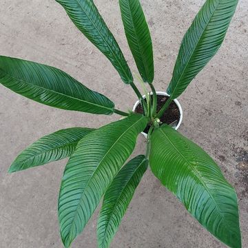 Philodendron campii