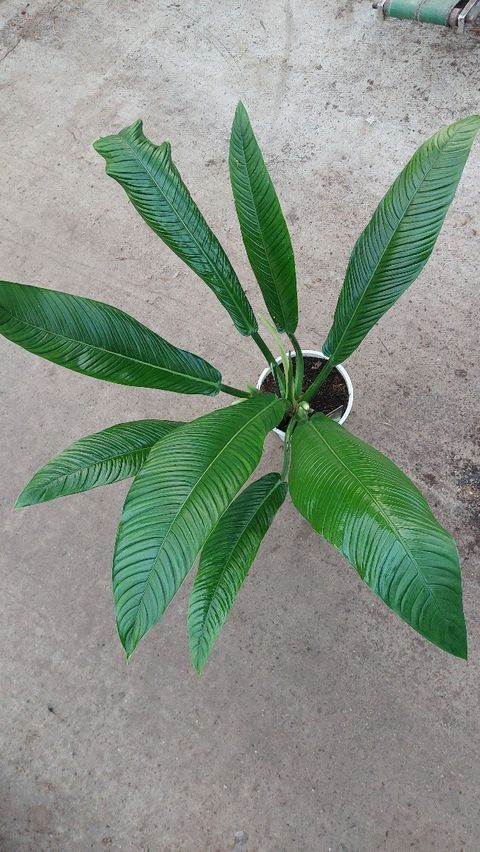 Філодендрон campii