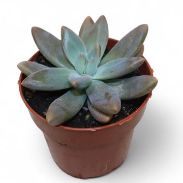 x Graptoveria 'Blue Pearl'