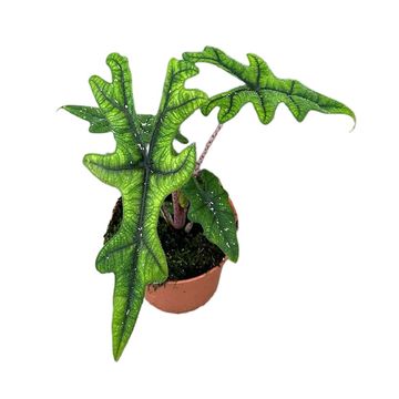 Alocasia 'Jacklyn'