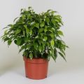 Ficus benjamina 'Green Kinky'