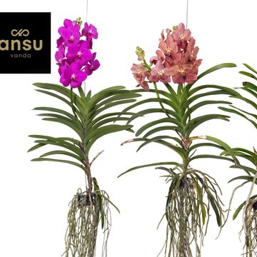 Vanda MIX
