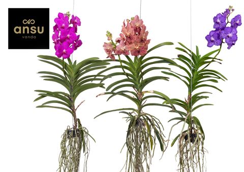 Vanda MIX