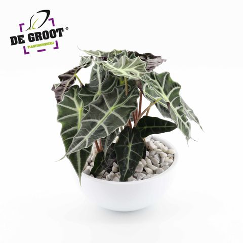 Arrangement Alocasia