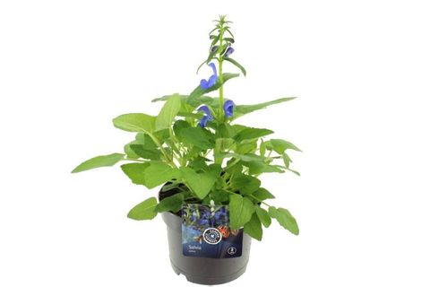 Salvia patens 'Patio Dark Blue'