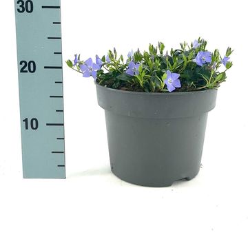 Vinca minor